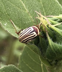 Zygogramma exclamationis