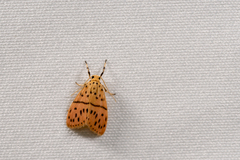 Miltochrista arcuata
