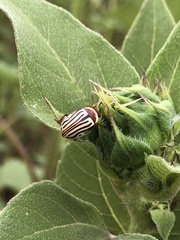 Zygogramma exclamationis