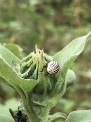 Zygogramma exclamationis