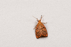 Aberrasine lichenshihi