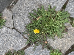 Taraxacum officinale