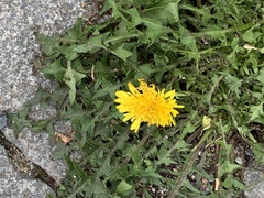 Taraxacum officinale