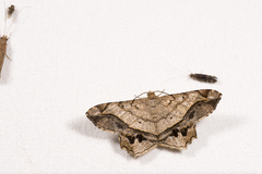 Chiasmia intermediaria