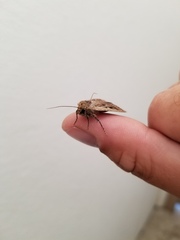 Euxoa ochrogaster