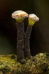 Xylaria comosa