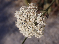 Daucus carota