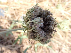 Daucus carota