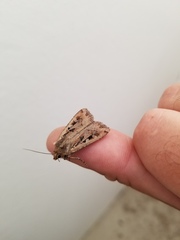 Euxoa ochrogaster