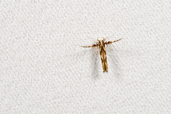 Stathmopoda stimulata
