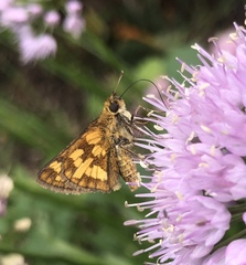 Polites peckius