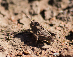 Spathalium audouinii