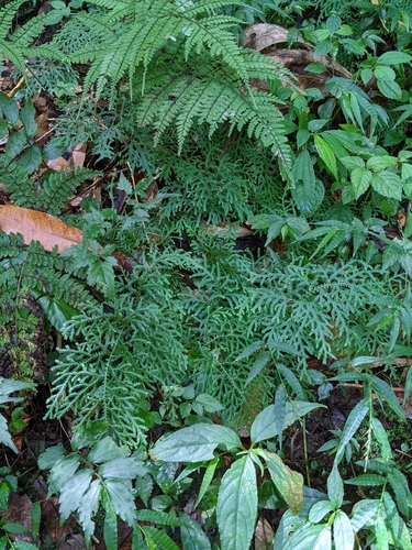 Selaginella labordei, photograph 4