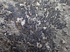 Caloplaca sideritis