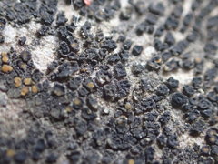 Caloplaca sideritis