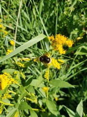 Bombus occidentalis