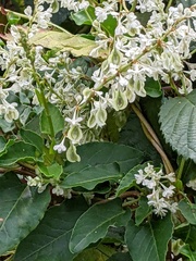 Fallopia baldschuanica