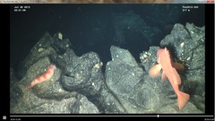 Apostichopus leukothele