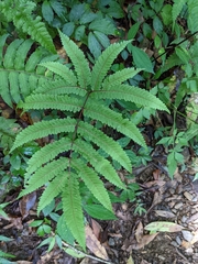 Pteris setulosocostulata