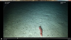 Apostichopus leukothele