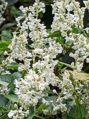 Fallopia baldschuanica