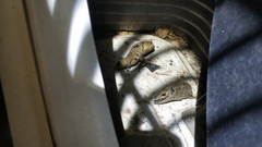 Eutropis longicaudata