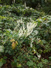 Fallopia baldschuanica