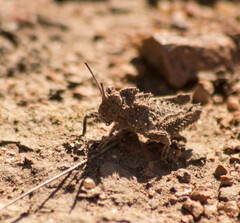 Spathalium audouinii