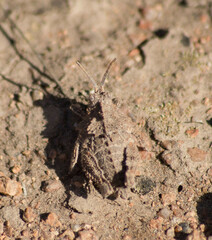 Spathalium audouinii