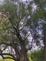 Salix × fragilis