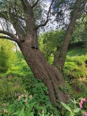 Salix × fragilis