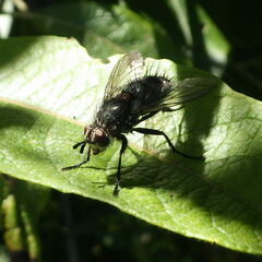 Linnaemya tessellata