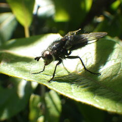 Linnaemya tessellata