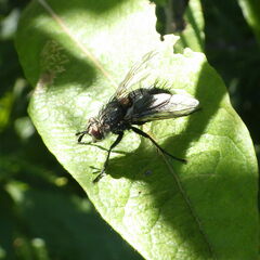 Linnaemya tessellata