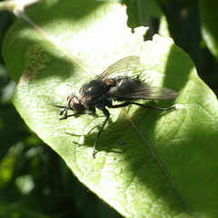 Linnaemya tessellata