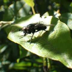 Linnaemya tessellata