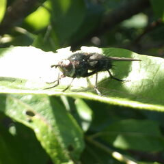 Linnaemya tessellata
