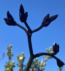 Macropidia fuliginosa