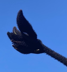 Macropidia fuliginosa