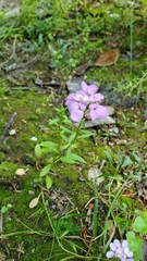 Iberis umbellata