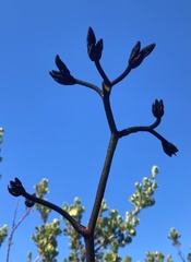 Macropidia fuliginosa