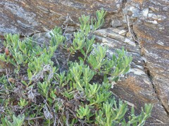 Glandora diffusa