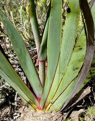 Macropidia fuliginosa