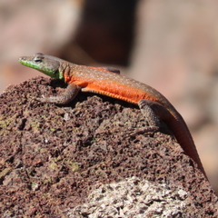 Platysaurus lebomboensis