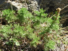 Artemisia chamaemelifolia