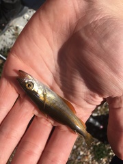 Pollachius pollachius