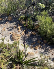 Macropidia fuliginosa