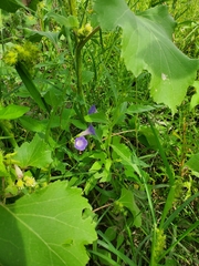 Ipomoea barbatisepala