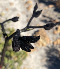 Macropidia fuliginosa