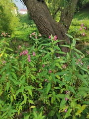 Impatiens glandulifera